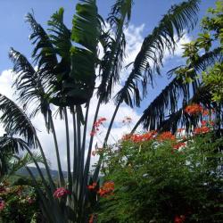 Arbre Voyageur