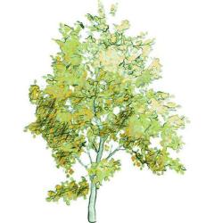 Arbres Et Jardins