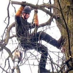 Arbres Services