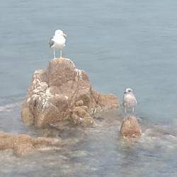 Archipel Des îles Sanguinaires