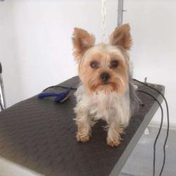Aristo'chien