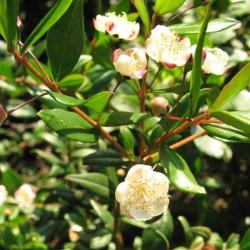 Les Aromatiques De L'ile De Beaute