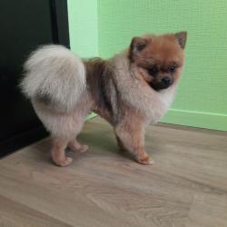 Artist'o Chien