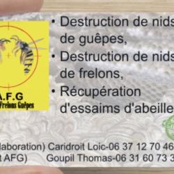Artois Frelons Guêpes