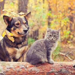 A.s.a Assistance Et Secours Aux Animaux
