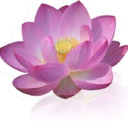 Association Ananda