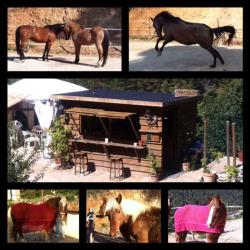 Association Tanka S.o.s Chevaux,ânes Et Poneys.w