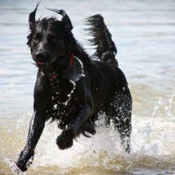 Attitudes De Chien