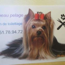 Au Beau Pelage Salon De Toilettage