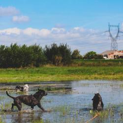 Au Bon Geste Canin