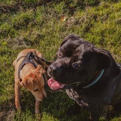 Au Bon Geste Canin