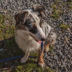 Au Bon Geste Canin