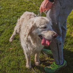 Au Bon Geste Canin