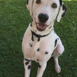Au Bon Geste Canin