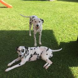 Au Bon Geste Canin