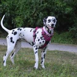 Au Bon Geste Canin