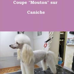 Au Bonheur Des Dogs