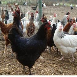 Au Champ Du Coq