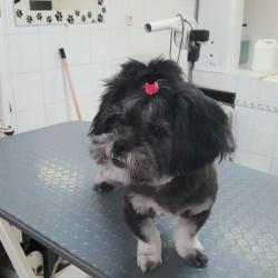 Au Chien Chic