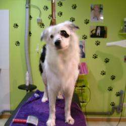 Au Chien élégant