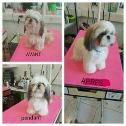 Au Hôte Dog