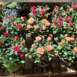 Au Jardin Fleuri