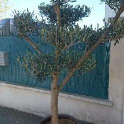 Au Joly Fleurs