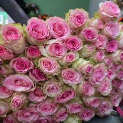 Au Nom De La Rose