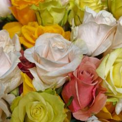 Au Nom De La Rose