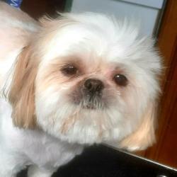 Au Paradis Canin