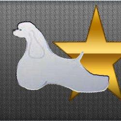 Au Toutou Star