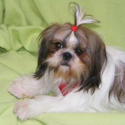 Au Paradis Canin