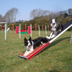 Autour Des Chiens 29