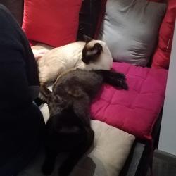 Aux Animaux Chat L'heureux