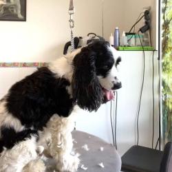Aux Bulles Dog