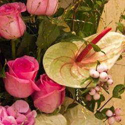 Aux Fleurs D Anjou