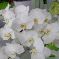 Aux Fleurs De L'aulne