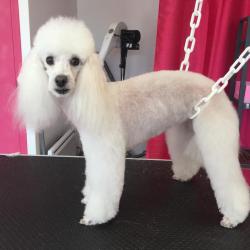 Aux Six Os Canins