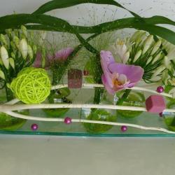 Aux Tillandsia