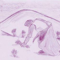 Aux Vertus Des Plantes