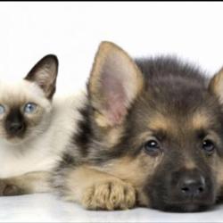 Aux4pat Toilettage Chiens Et Chats