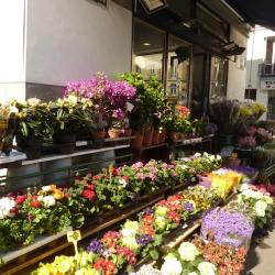 Ba Fleurs