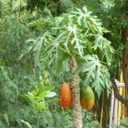 Bambouseraie Stand
