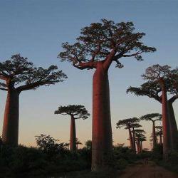 Baobab Boutique