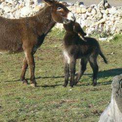 Baoutch'ânes Les Jolies
