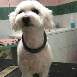 Barbier Canin