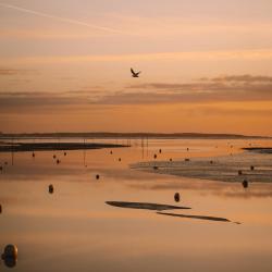 Bassin D'arcachon