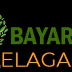 Bayard 33 Elagage N