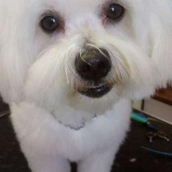 Bb Doggy Couaf