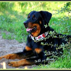Beaucerons L'ombre Rouge De Phrygie